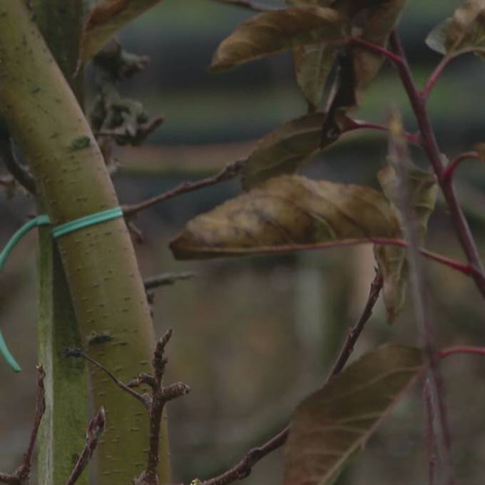 Diese Auswirkungen hat der milde Winter auf Obstbäume