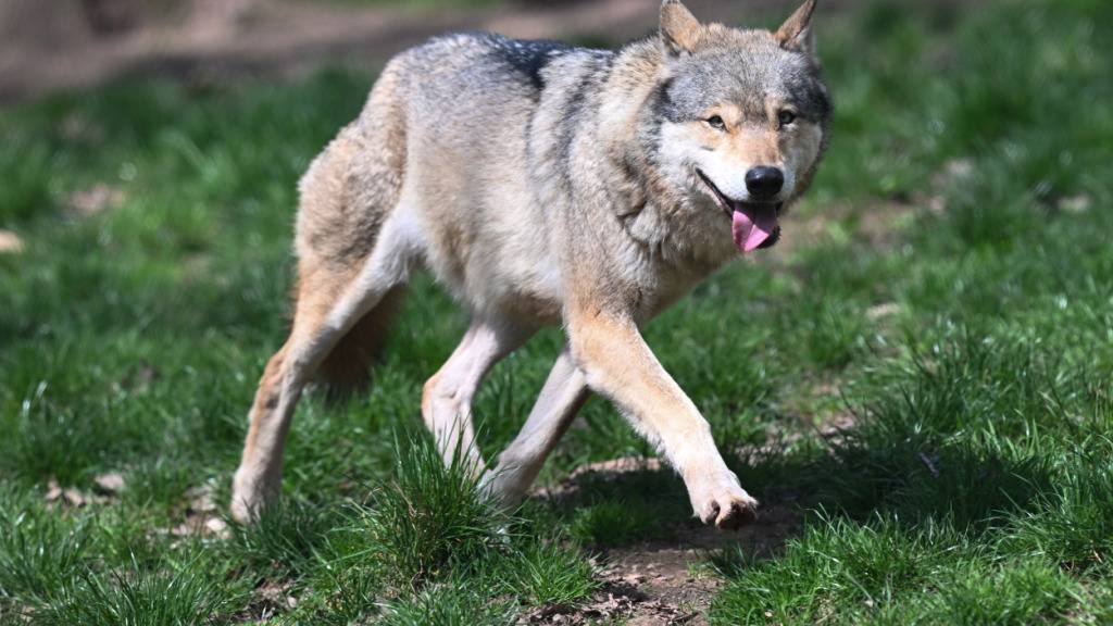 Im Labor wird abgeklärt, ob das Tier, welches die Schafe gerissen hat, tatsächlich ein Wolf war. (Symbolbild)