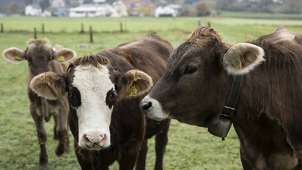 Die geplanten Kürzungen für die Landwirtschaft in den Jahren 2026 bis 2029 haben einen schweren Stand. (Symbolbild)