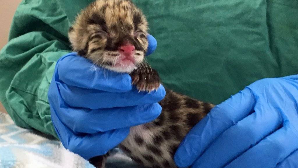 Der kleine Nebelparder aus dem Nashville Zoo ist nicht nur süss - seine Zeugung mit eingefrorenem Sperma weckt auch Hoffnungen auf den Erhalt seiner Art.