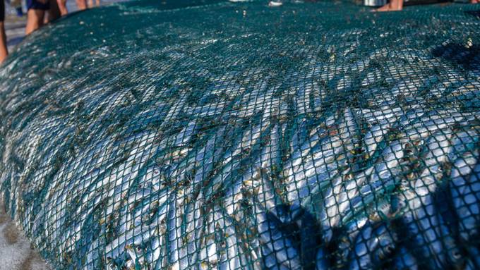 Fisch-Spektakel in Südafrika: Scharen von Sardinen vor der Küste