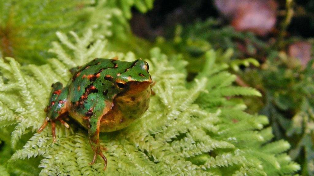 Der Daumennagel-kleine Darwinfrosch kommt in den Wäldern Südargentiniens und Chiles vor.