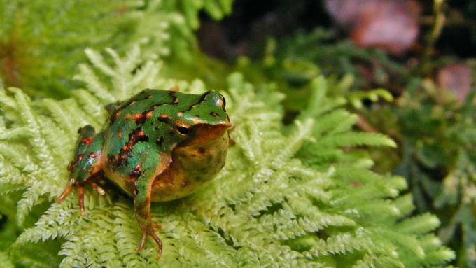 Darwins Nasenfrosch droht auszusterben