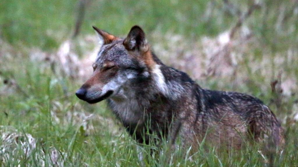 Über 80 Wölfe wurden in Graubünden über die letzten zwei Jahre nachgewiesen. (Archivbild)