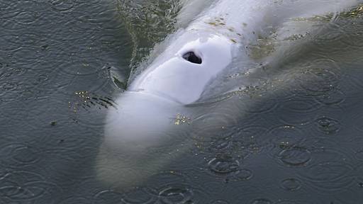 Verirrter Beluga-Wal in Frankreich gestorben