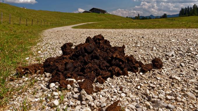 Pferdeäpfel sorgen in Aargauer Gemeinden für Ärger