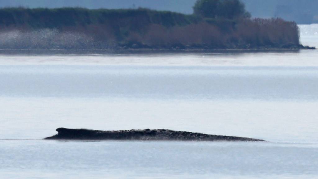 Neuer Rettungsversuch für Ostsee-Wal soll in Kürze starten
