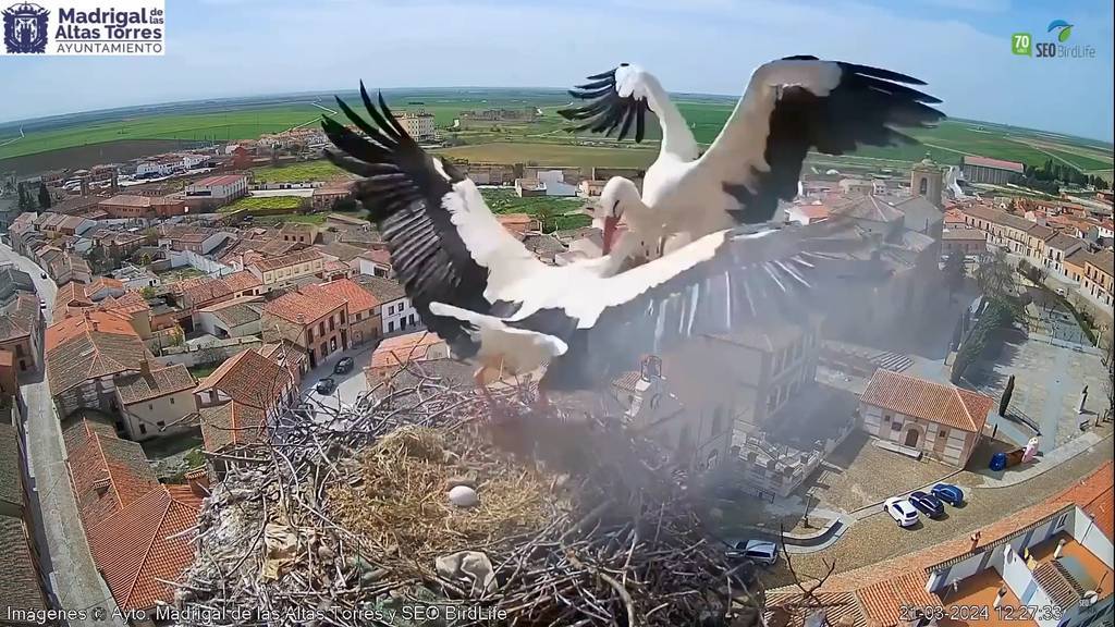 Kampf ums Überleben: Terror-Storch zerstört drei von sechs Eiern