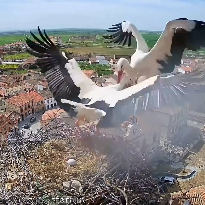 Kampf ums Überleben: Terror-Storch zerstört drei von sechs Eiern