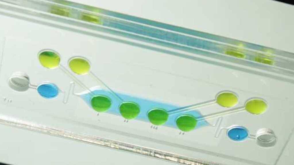 ETH entwickelt genaueren Toxizitätstest zum Schutz von Embryonen