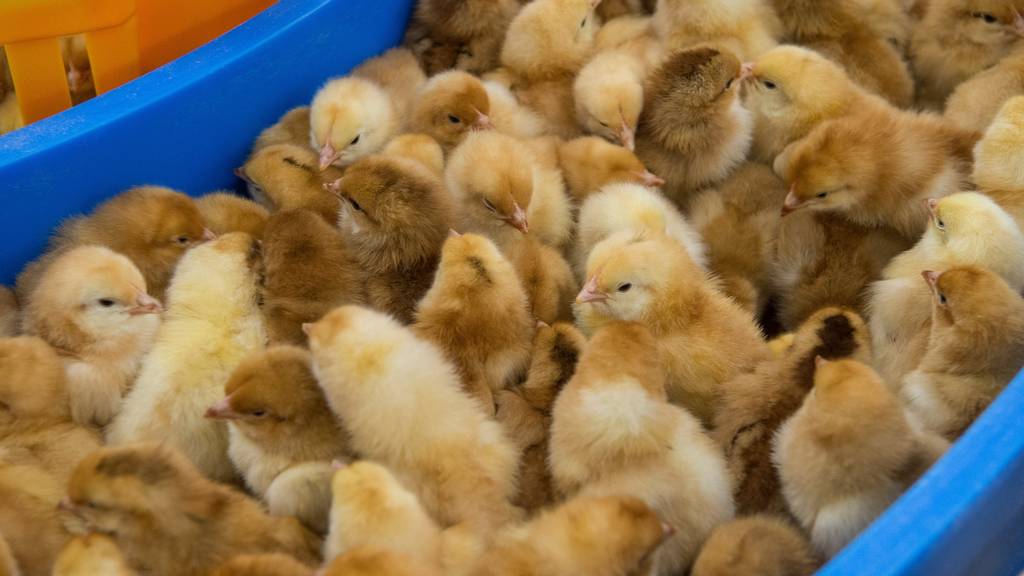 Männliche Hühner-Küken sollen ab 2026 nicht mehr vergast werden