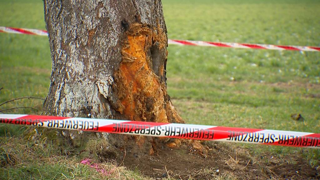 Frau fährt frontal gegen Baum und stirbt noch am Unfallort