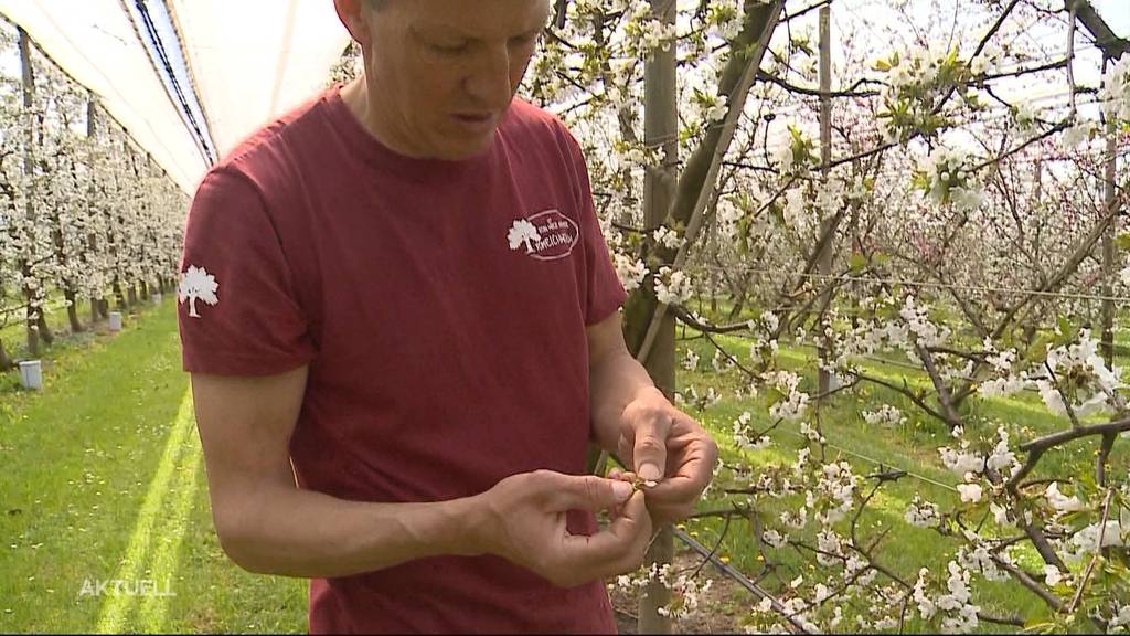 Wetterkapriolen machen Obstbauern zu schaffen