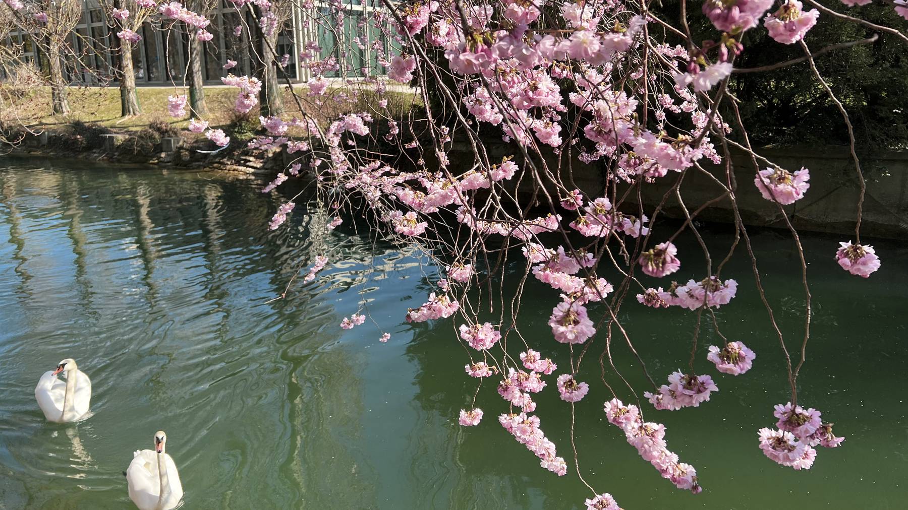 Kirschblüten in Biel.