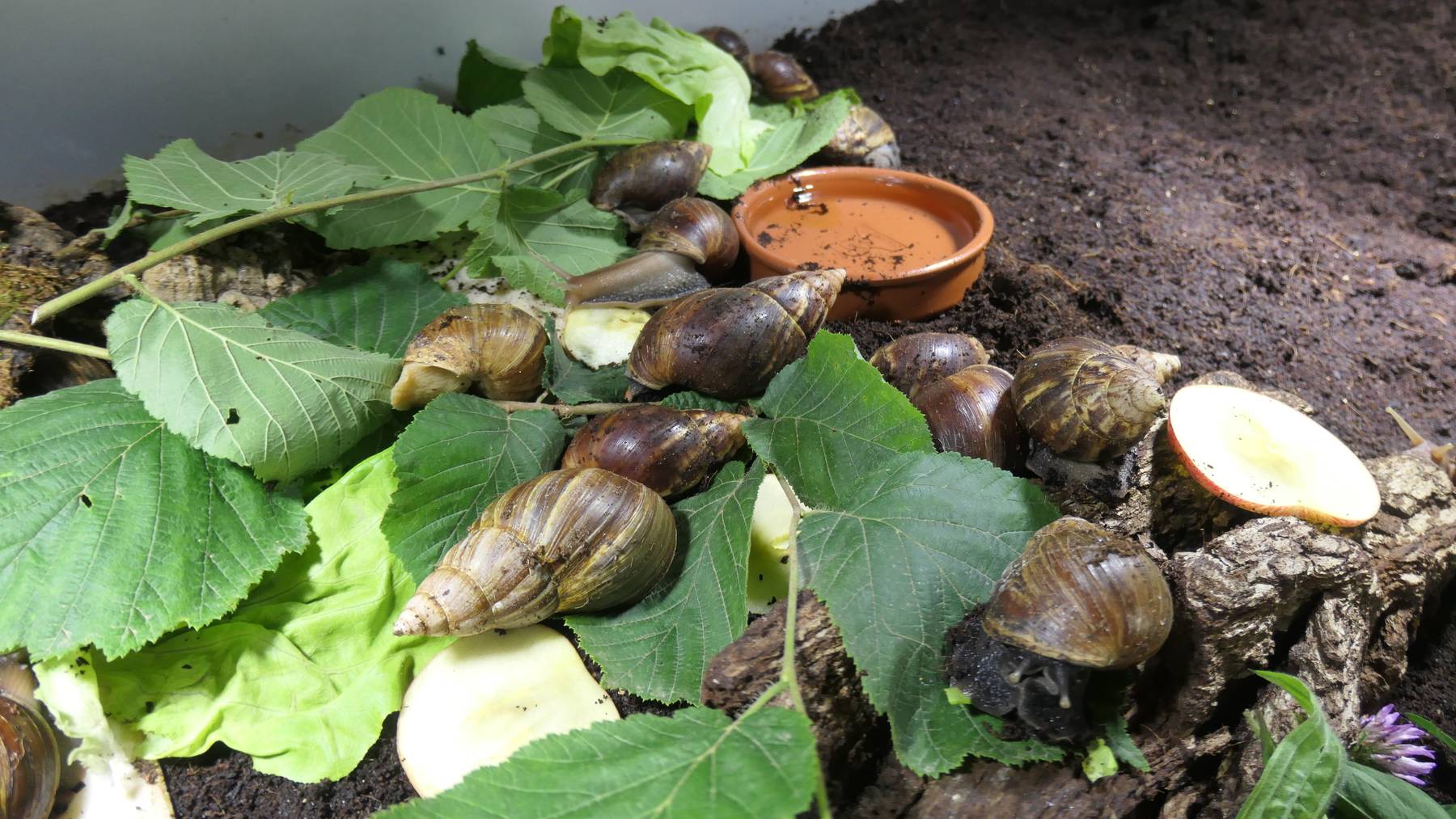 Achatschnecken 