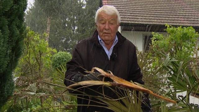 Kopfgeld auf Palmen-Vergifter in Uerkheim ausgesetzt