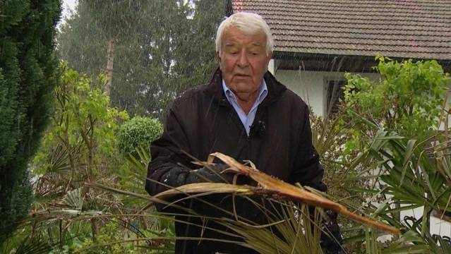 Kopfgeld auf Palmen-Vergifter in Uerkheim ausgesetzt