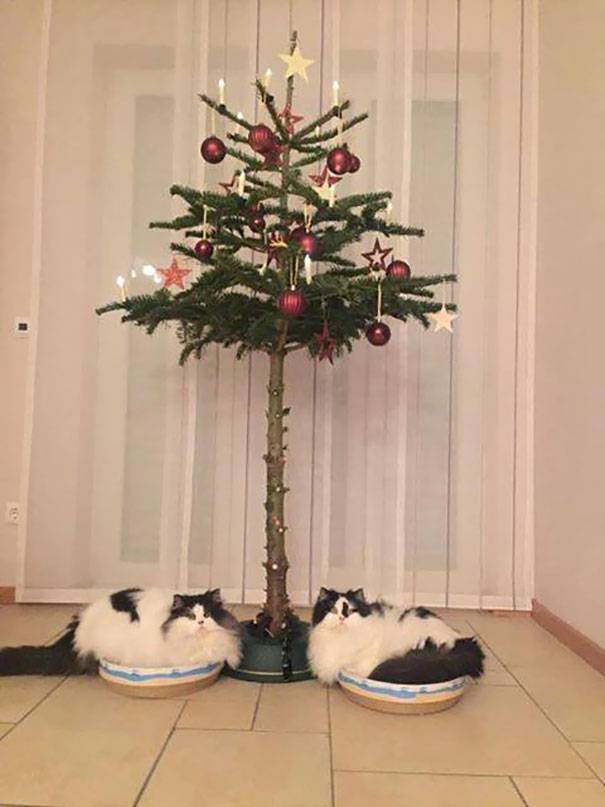 Weihnachtsideen für Haustierbesitzer