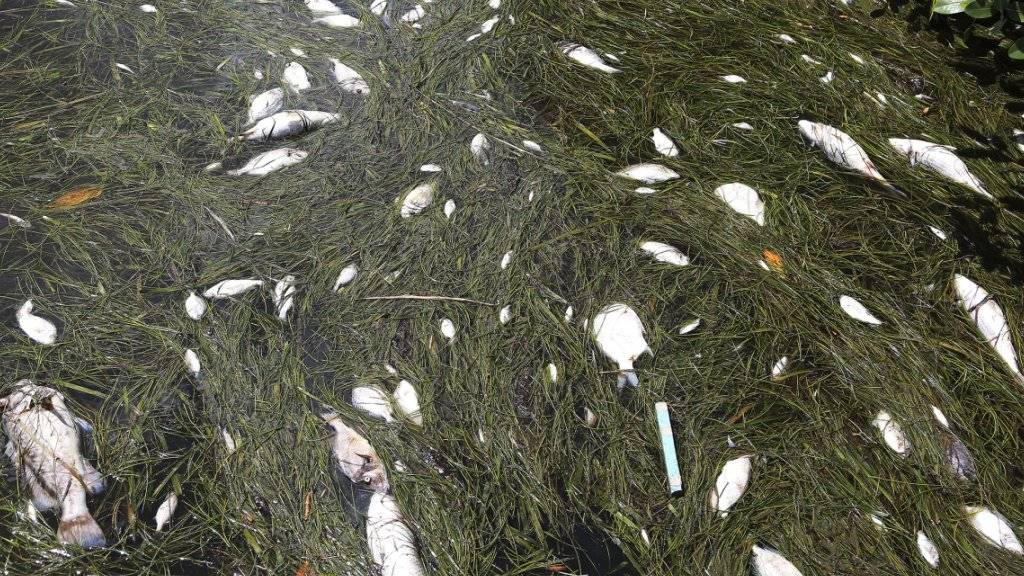 Der Geruch von totem Fisch liegt in der Luft an Floridas Küste.