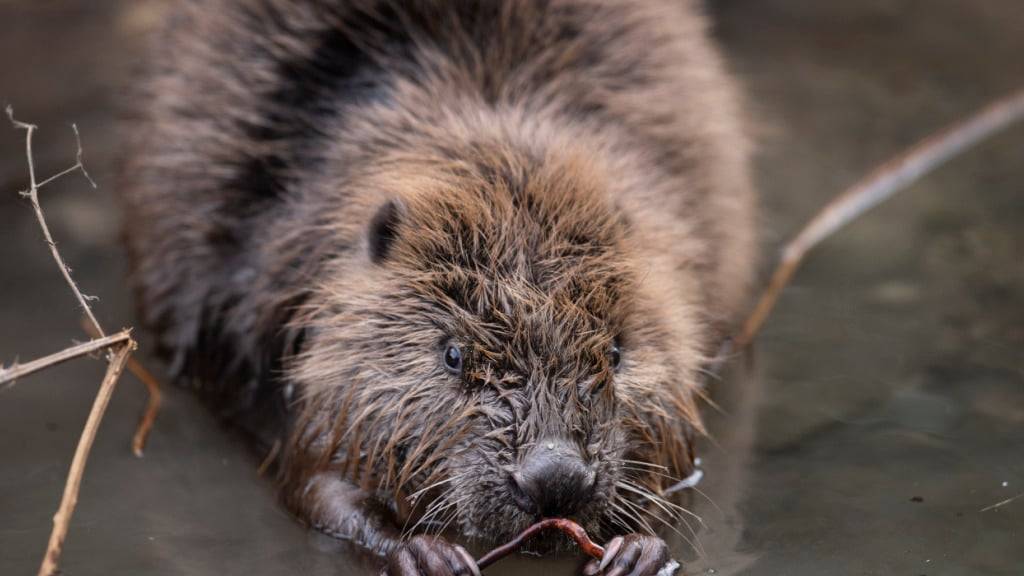 Die Bauten der Biber schaffen laut einer Studie wertvolle Lebensräume für Fledermäuse. (Archivbild)
