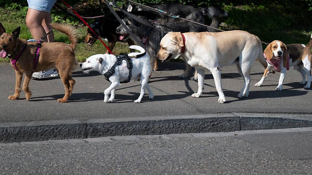 2023 hat sich die Zahl der Hunde im Kanton St. Gallen um etwa 1000 Tiere erhöht. (Archivbild)