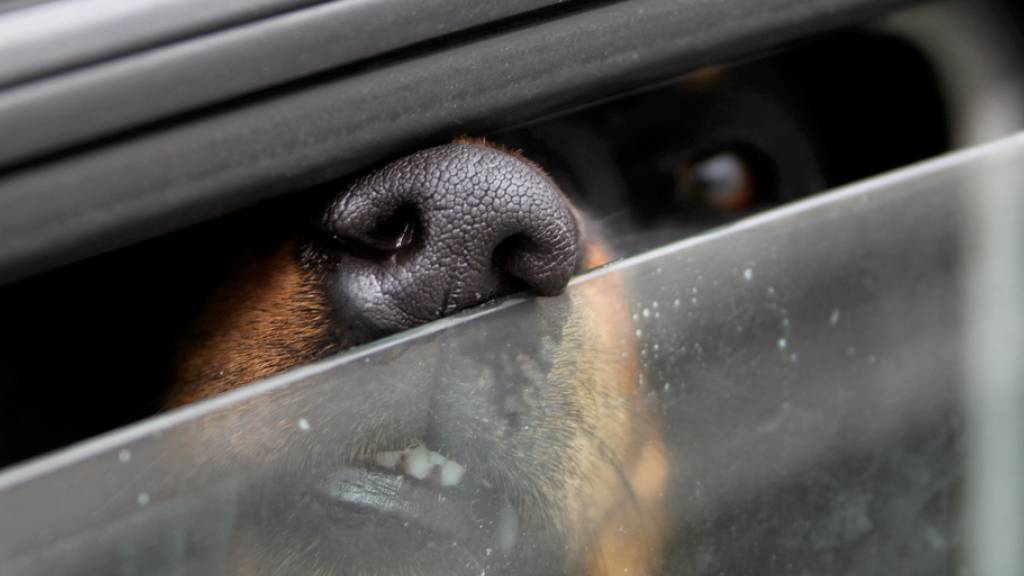Schweizer Tierschutz warnt davor, Hunde im Auto zu lassen