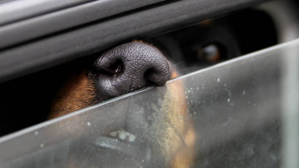 Knallheisse Autos sind im Sommer schon nach einer Stunde eine Hitzefalle für eingesperrte Hunde. Der Schweizer Tierschutz erinnert aus saisonalem Anlass an die Massnahmen, die man als Aussenstehender ergreifen darf, ohne sich strafbar zu machen. (Archivbild)