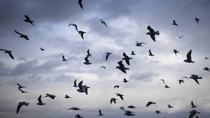 Hobby-Ornithologen sichteten über 135‘000 Gartenvögel