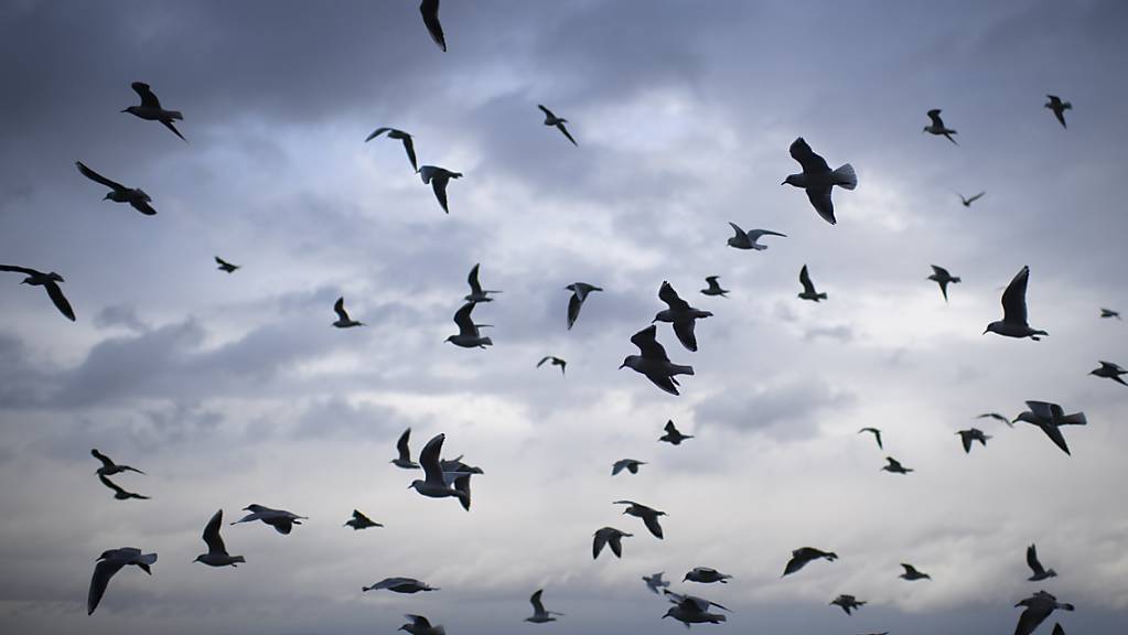 Glasflächen sind Todesfallen für Vögel. Millionen sterben jedes Jahr allein in der Schweiz laut der Vogelwarte Sempach. (Symbolbild)