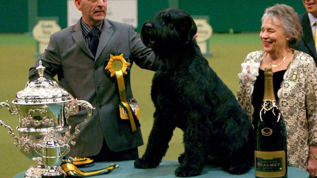 Schnauzer gehören zu jenen Hunderassen, die gemäss der Studie eher kleinere Hirnvolumen aufweisen. (Archivbild)