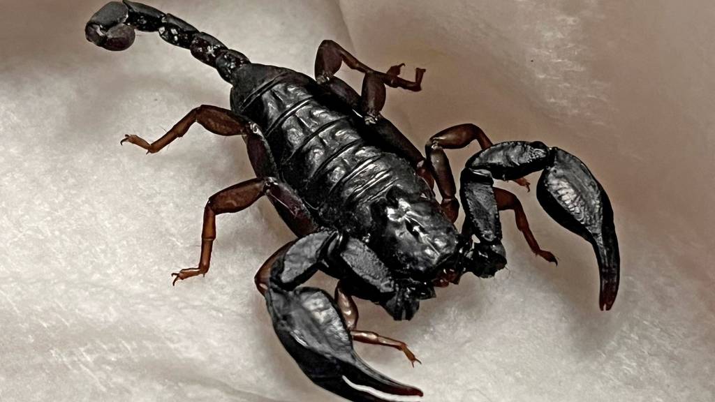 Dieser Skorpion tauchte in einem Thurgauer Badezimmer auf