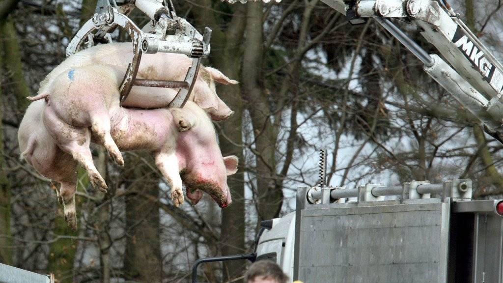 Belgien stuft die Gefahr vor der Afrikanischen Schweinepest herab. Das Landwirtschaftsministerium lockerte Massnahmen im Kampf gegen die Tierseuche. (Symbolbild)