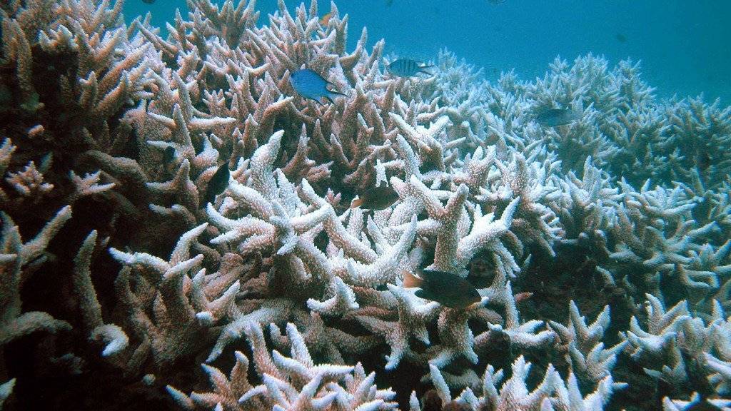 Die Hiobsbotschaften reissen nicht ab: Die dritte Korallenbleiche in 18 Jahren hat am Great Barrier Reef irreparable Schäden hinterlassen. (Archivbild)