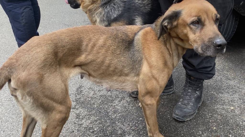 Völlig abgemagert: Die Stadtpolizei Zürich entdeckte bei einer Fahrzeugkontrollen sechs teilweise stark verwahrloste Hunde.