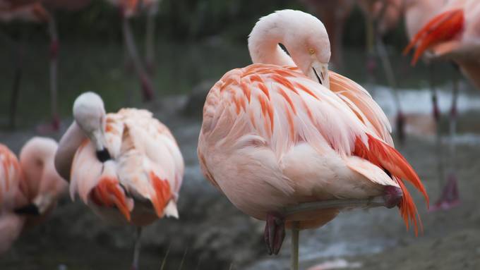 Fuchs tötet sechs Flamingos