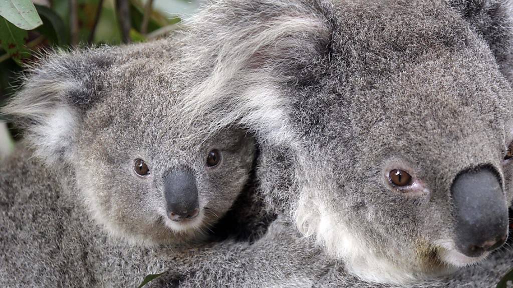 Die Koalas im australischen Bundesstaat New South Wales leiden unter ständigem Stress, was sie anfälliger für lebensbedrohliche Krankheiten macht.
