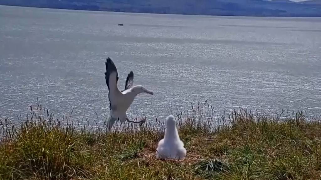 Albatros legt Bruchlandung hin und wird zum Internet-Hit