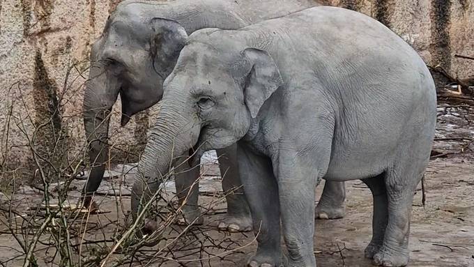 Elefanten im Zoo Zürich geniessen seltenen Leckerbissen