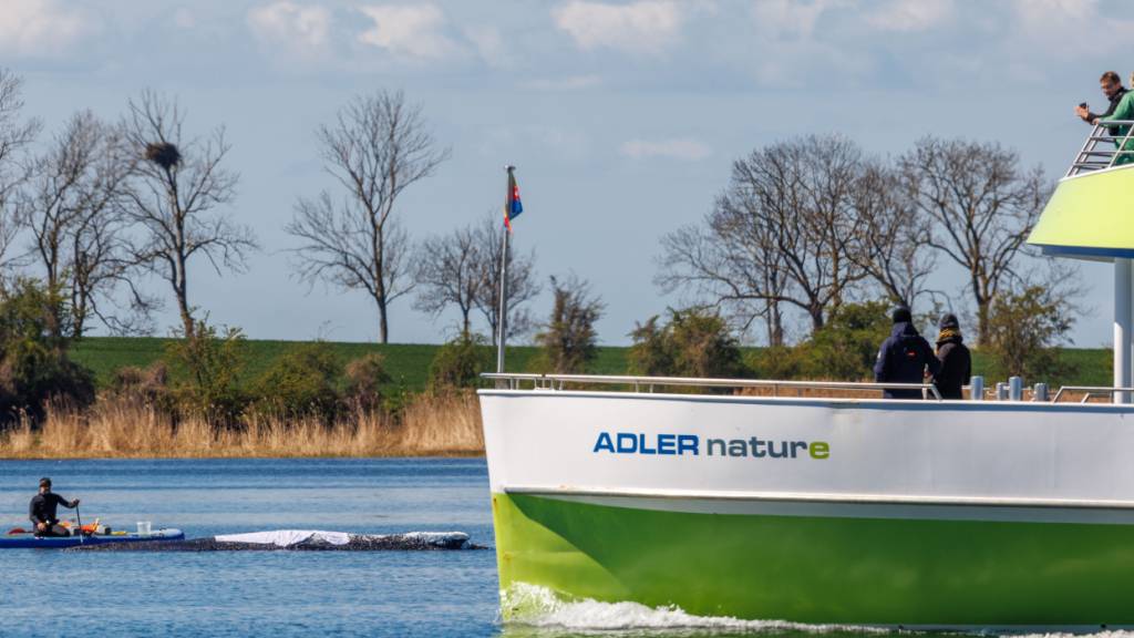 Das Passagierschiff «Adler nature» fährt mit Passagieren am gestrandeten Buckelwal vor der Insel Poel vorbei. Der vor über drei Wochen bei Wismar gestrandete Buckelwal liegt weiterhin im Flachwasser. Foto: Jens Büttner/dpa