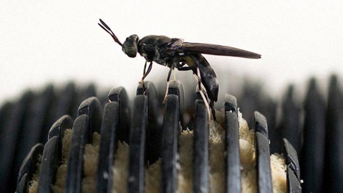 Fliegenlarven könnten Treibhausgase reduzieren