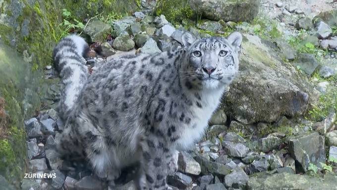 Schon wieder Babyglück im Zoo Zürich
