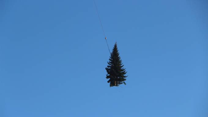 Der nächste Christbaum kommt demnächst