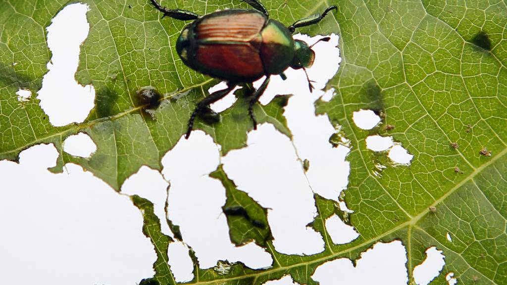 In Kloten ZH wurde eine Japankäfer-Population entdeckt. Die Käfer können in der Landwirtschaft und in Privatgärten grosse Schäden anrichten. (Symbolbild)