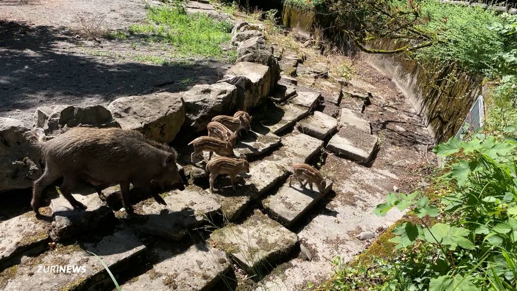 Murmeltiere, Pferde, Wildsäue: Tierpark Langenberg freut sich über tierischen Nachwuchs