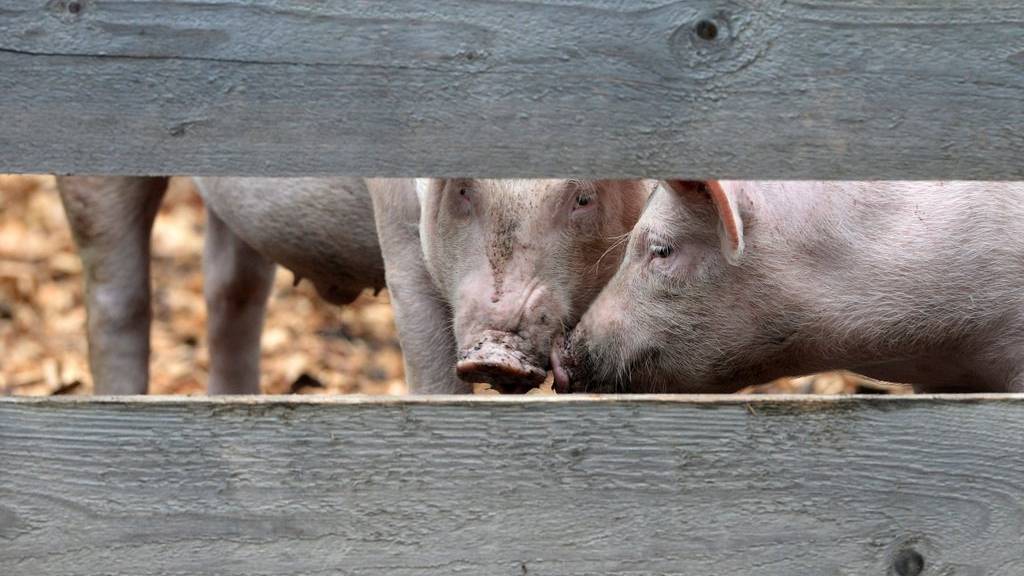 Das Verfahren gegen einen Schweinemäster dauert sechs Jahre.