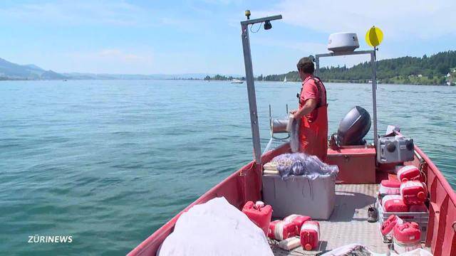 Fische aus Fischernetz gestohlen