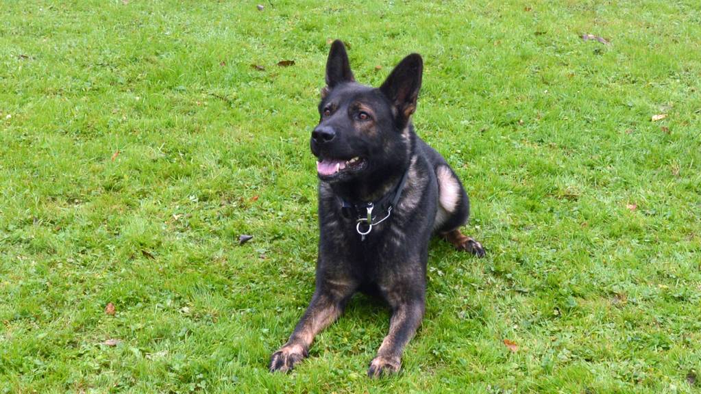 Polizeihund Quanto