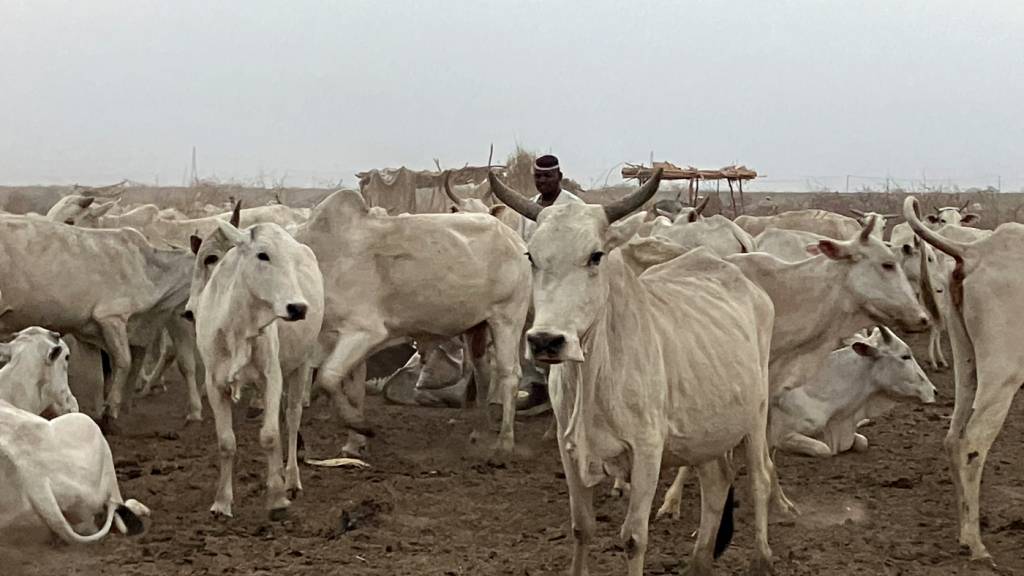 PRODUKTION - Ein Viehhirte mit seiner Herde im Südsudan. Foto: Eva-Maria Krafczyk/dpa/Symbolbild