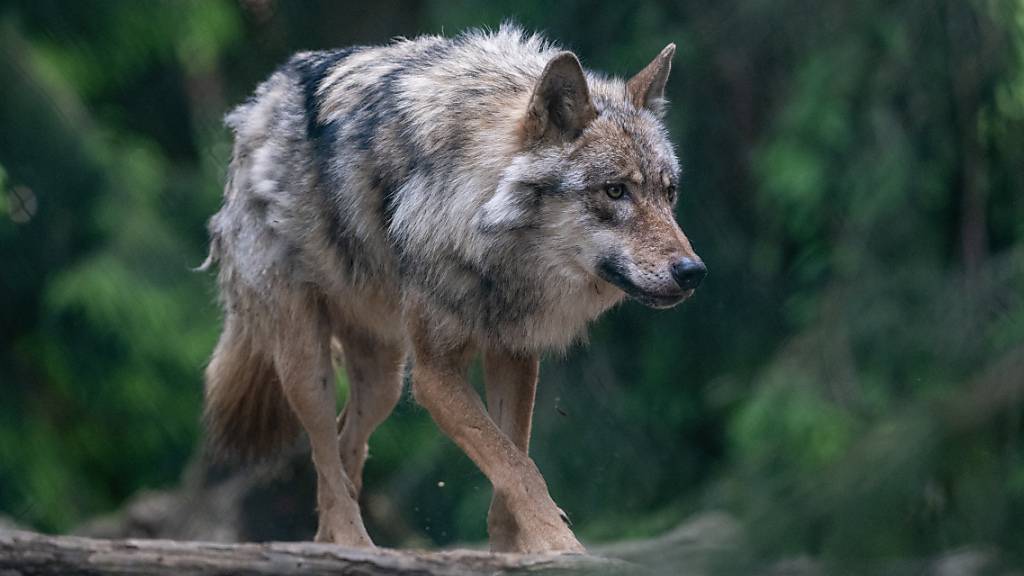 Naturschützer fordern «Nebeneinander» von Mensch und Wolf