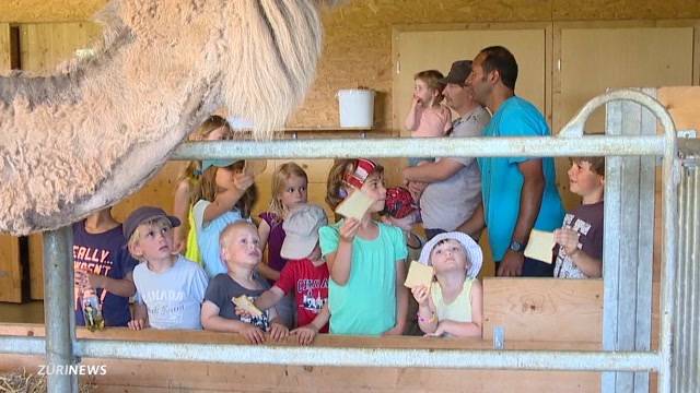 Baby-Boom auf Kamelfarm in Oberglatt